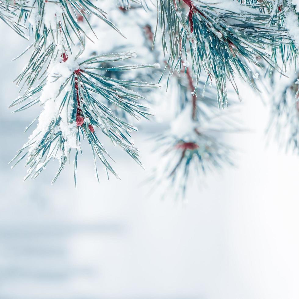 snow on the pine tree leaves in winter season, white background photo