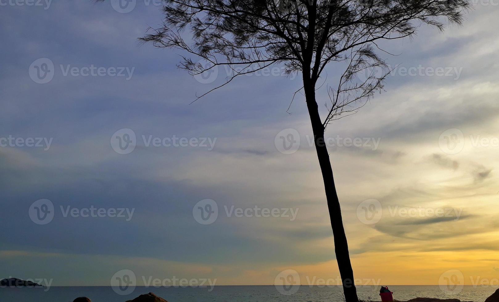 Portrait of a pine tree in the background with the sea and blue sky mixed with yellow at the time of the setting sun. photo