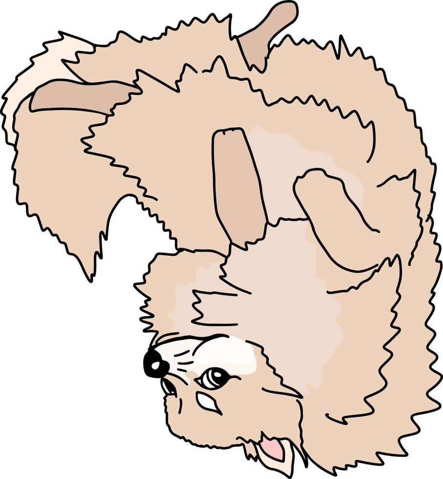 Pom Dog Lies on His Back With His Paws Up vector