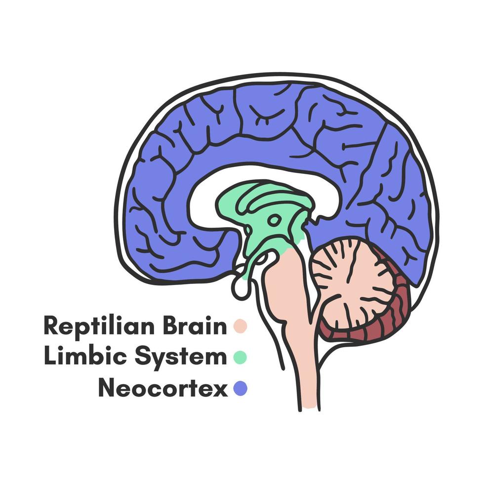 partes del esquema educativo del cerebro, ilustración vectorial sobre fondo blanco vector