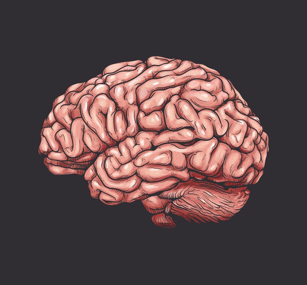 Colored brain vector drawing illustration side view comic style on black background