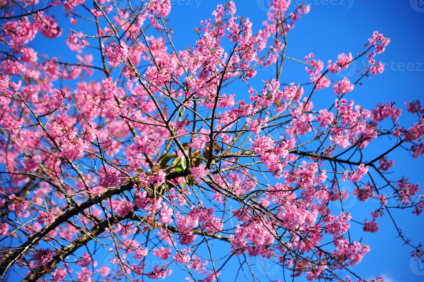 Pink cherry blossoms photo