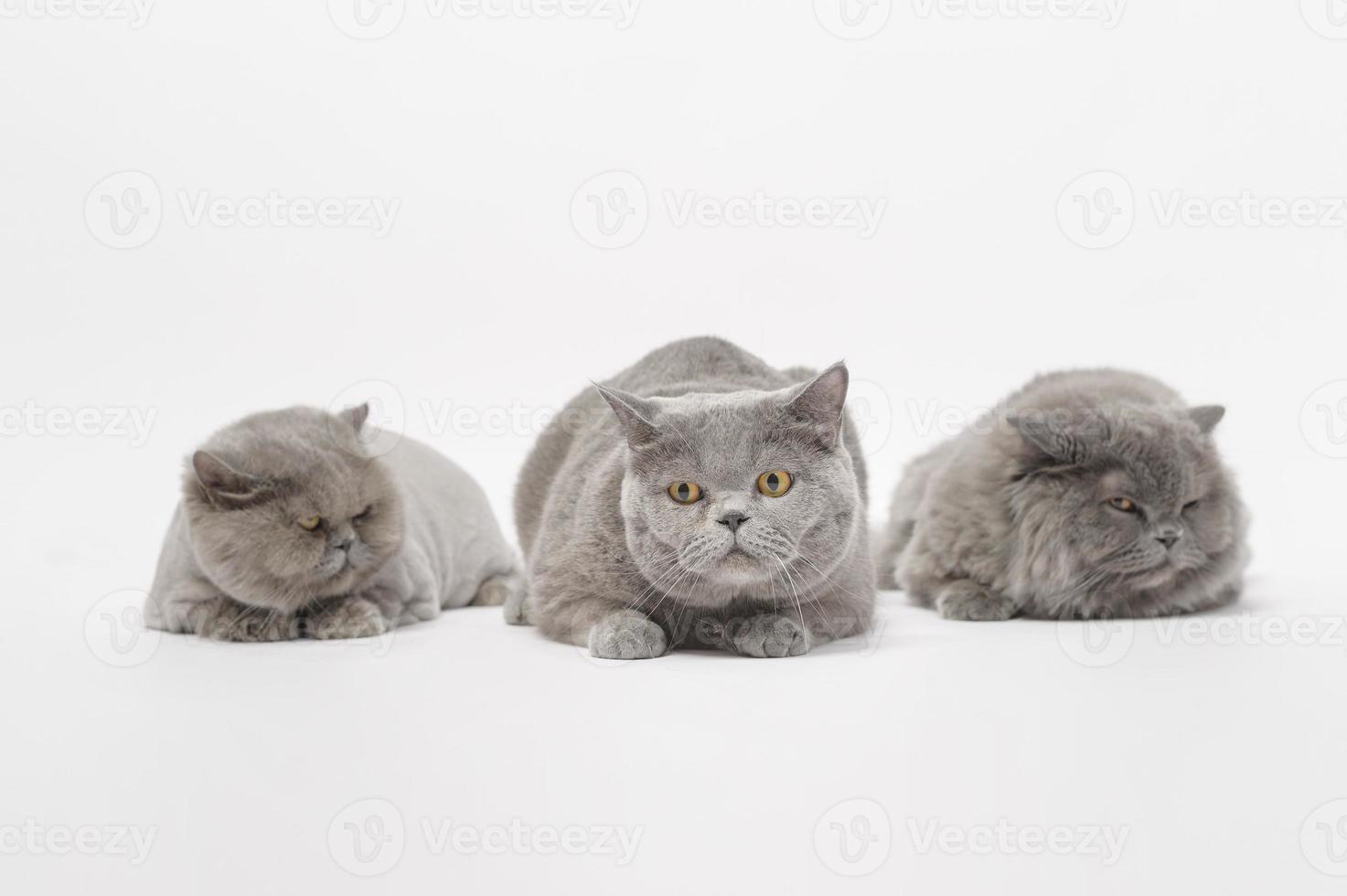 Portrait of A Scottish fold lovely cats on white studio background photo