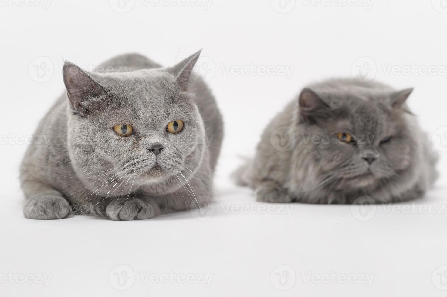 Portrait of A Scottish fold lovely cats on white studio background photo