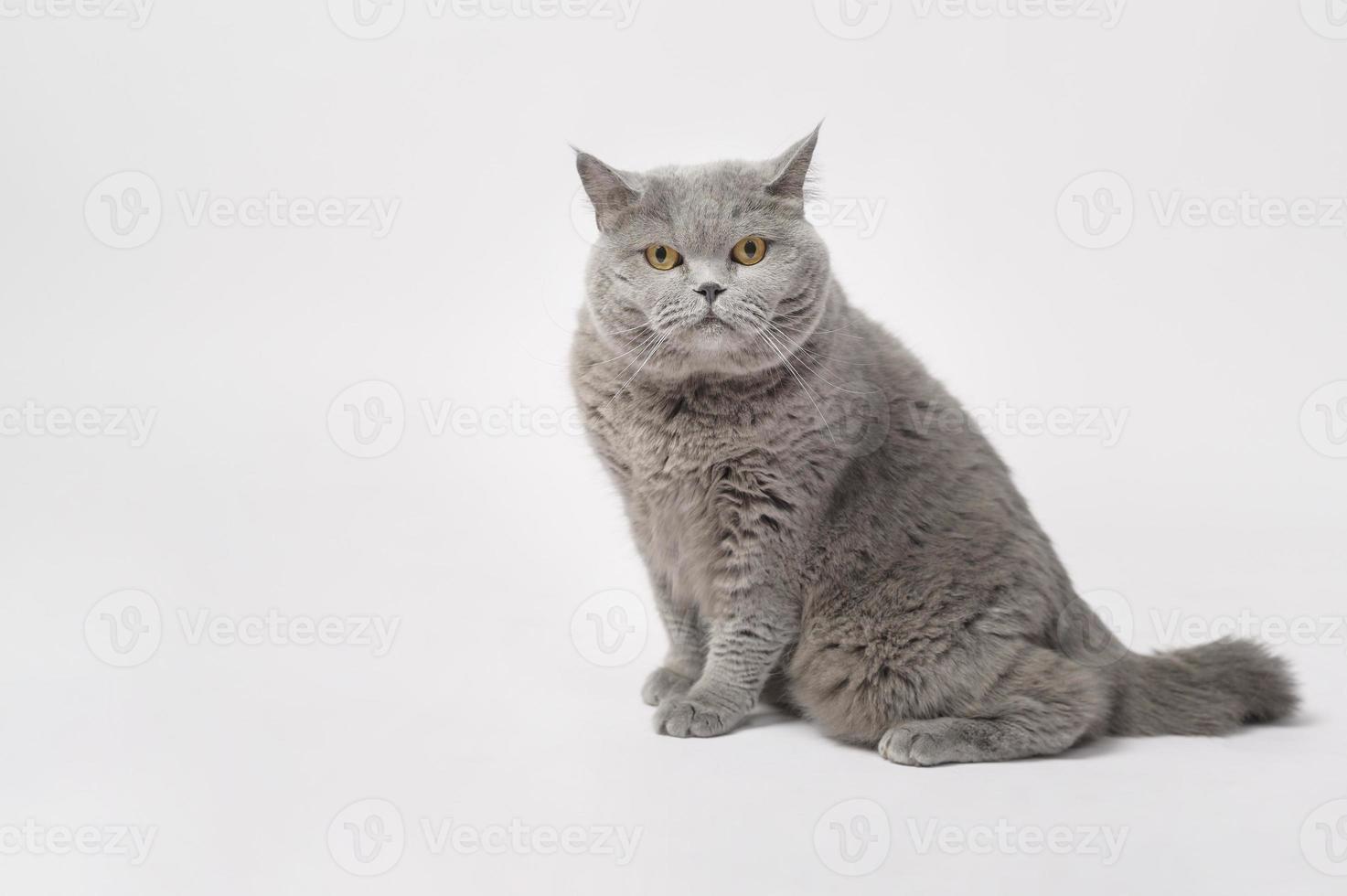 Portrait of A Scottish fold lovely cats on white studio background photo