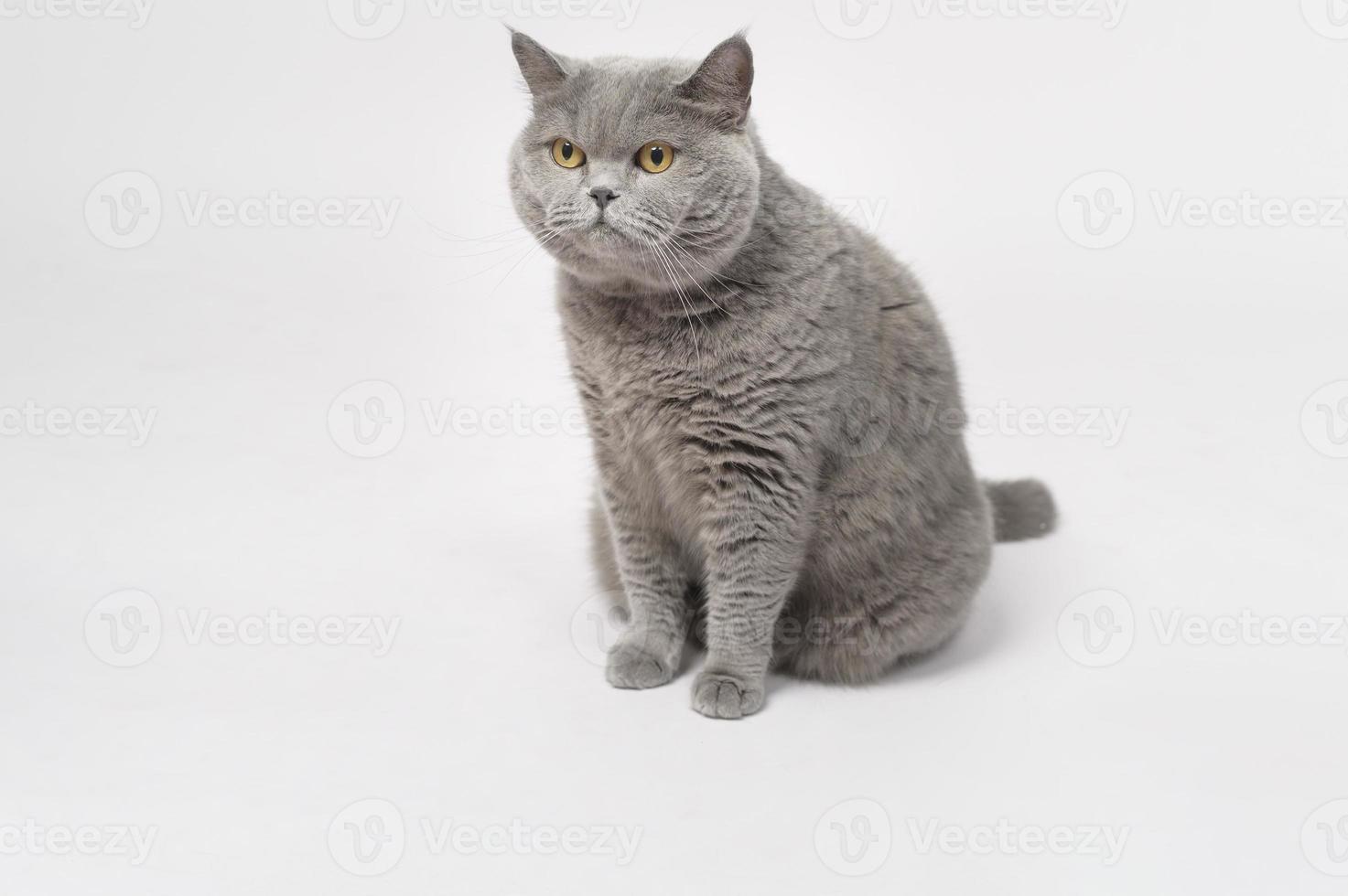 Portrait of A Scottish fold lovely cats on white studio background photo