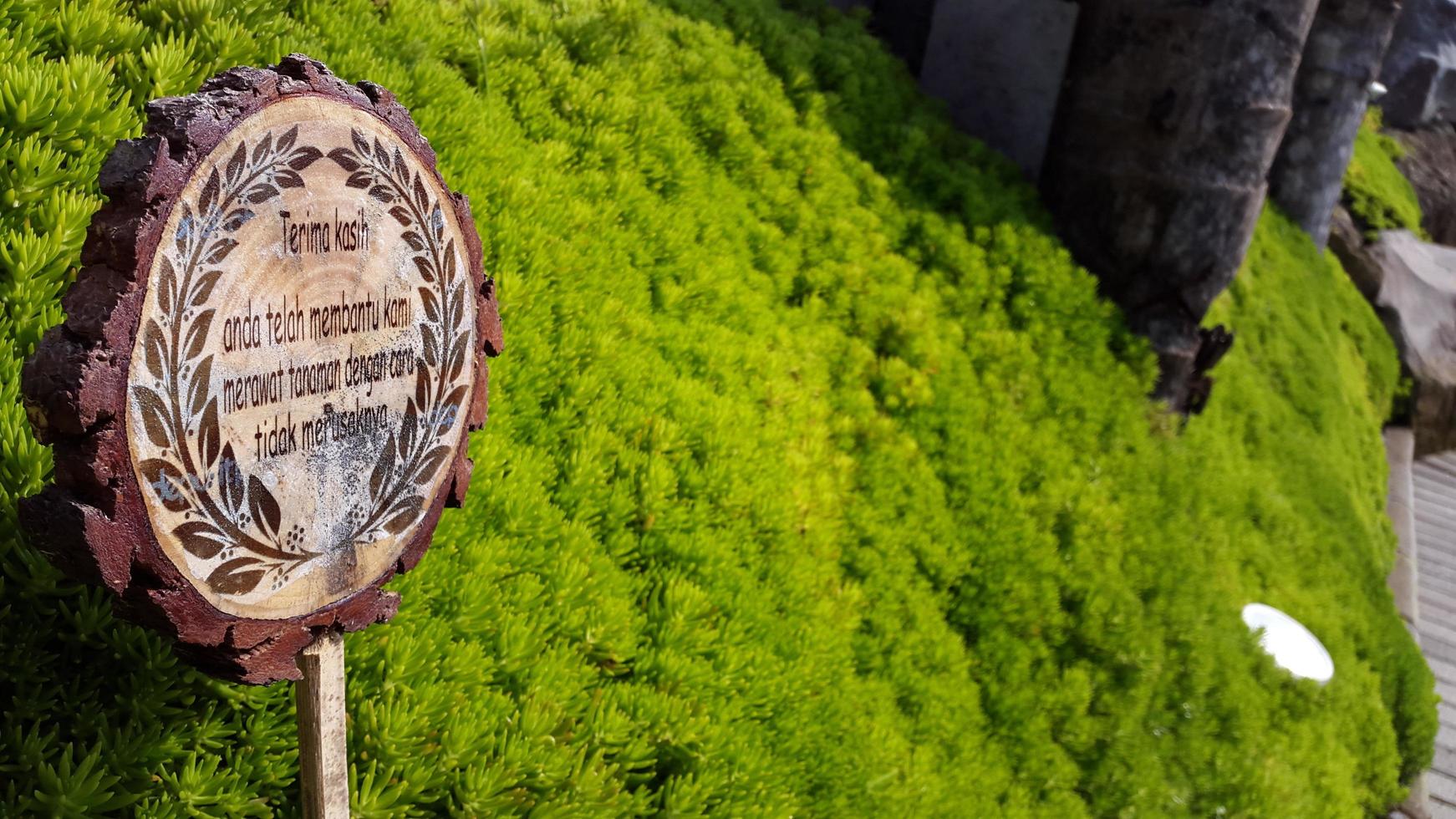 stonecrop plants thrive near the mark photo