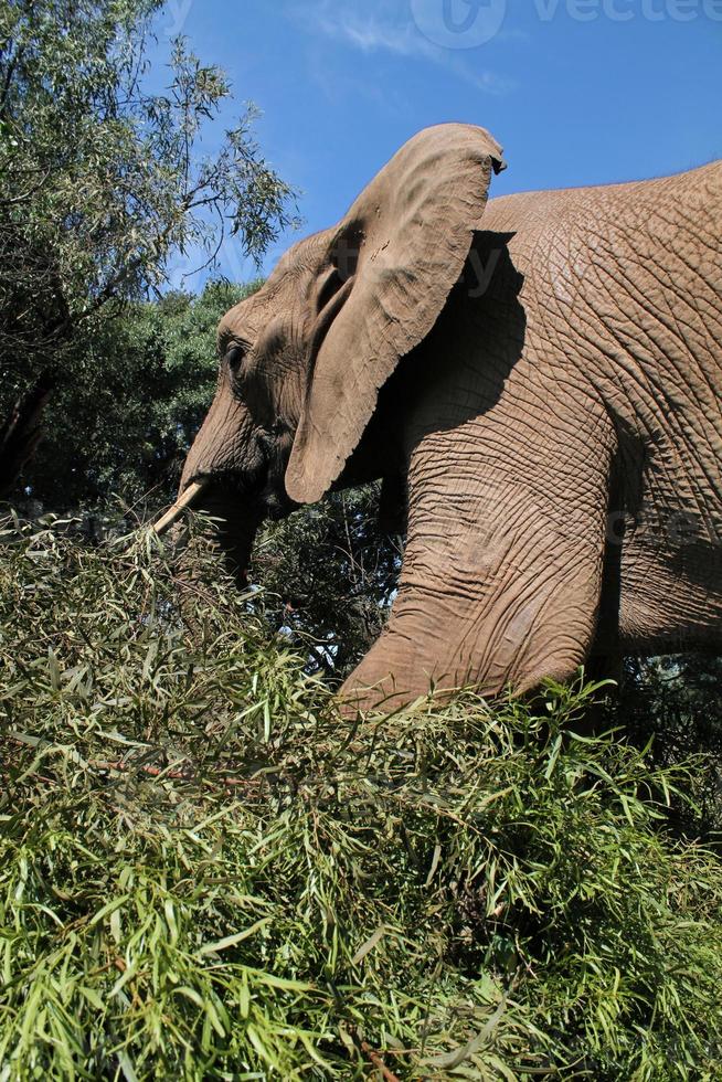 Elephant in South African national park photo