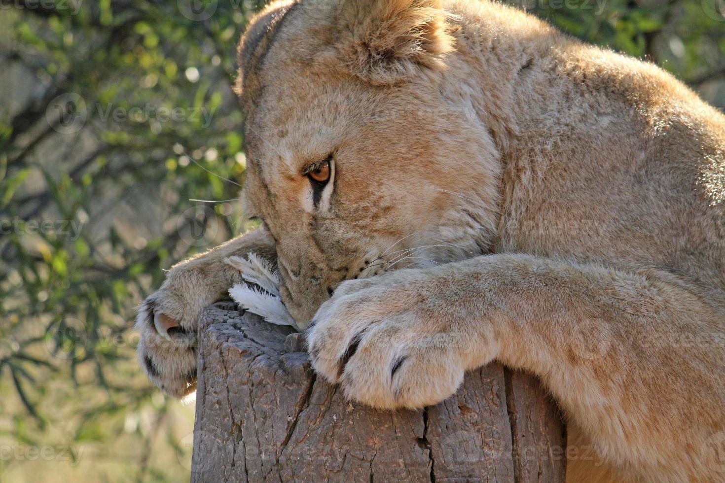 Hungry lion devouring chicken photo