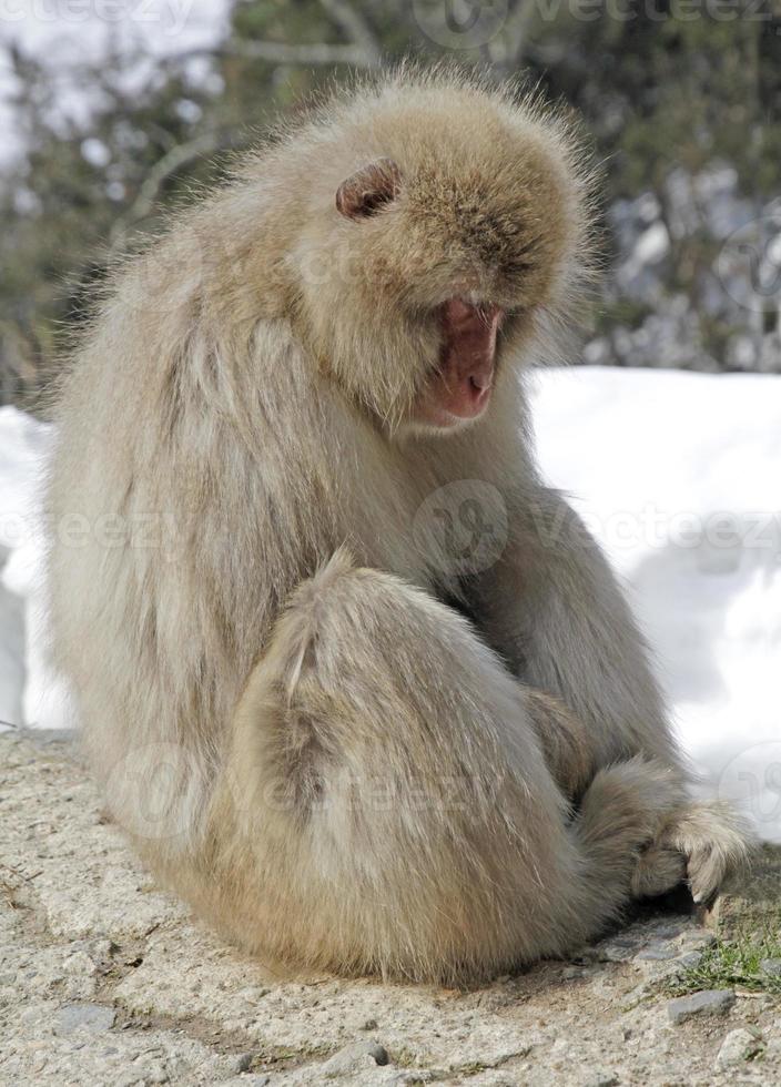 Sleeping snow monkey in Nagano, Japan photo