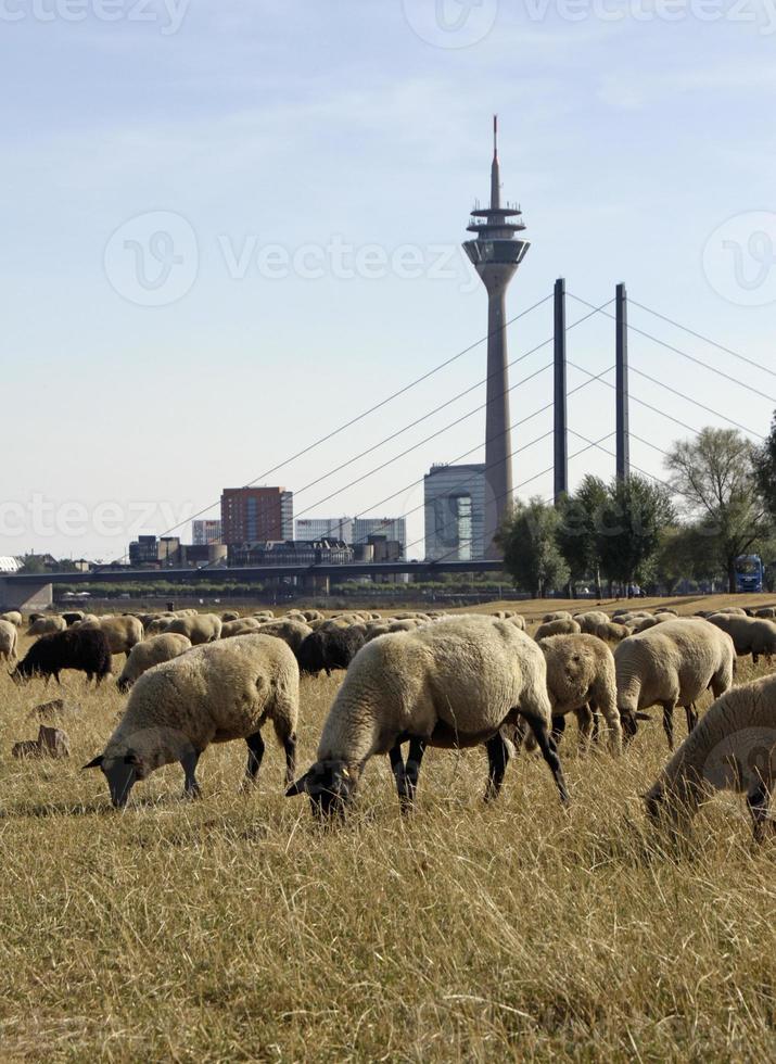 rebaño de ovejas pastando en un campo seco en dusseldorf, alemania foto