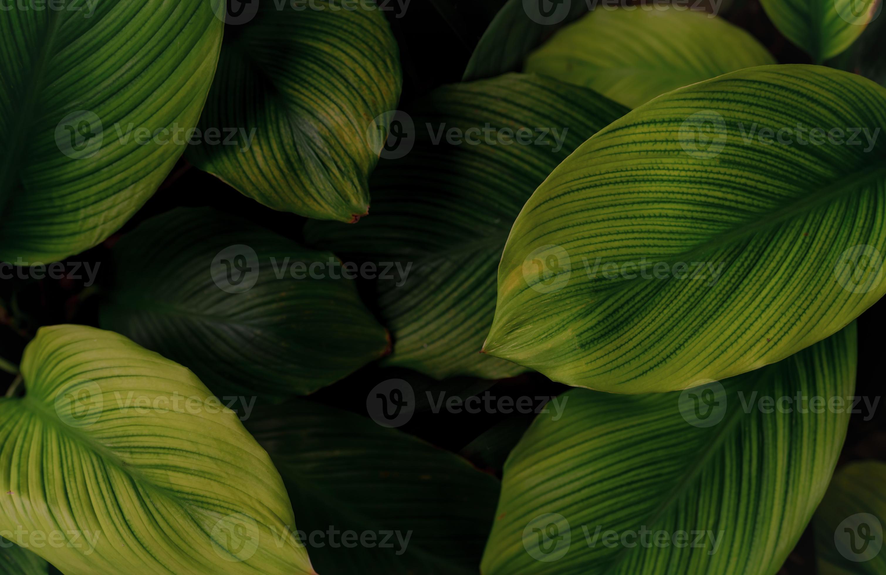 Closeup green leaves of tropical plant in garden. Dense dark green leaf