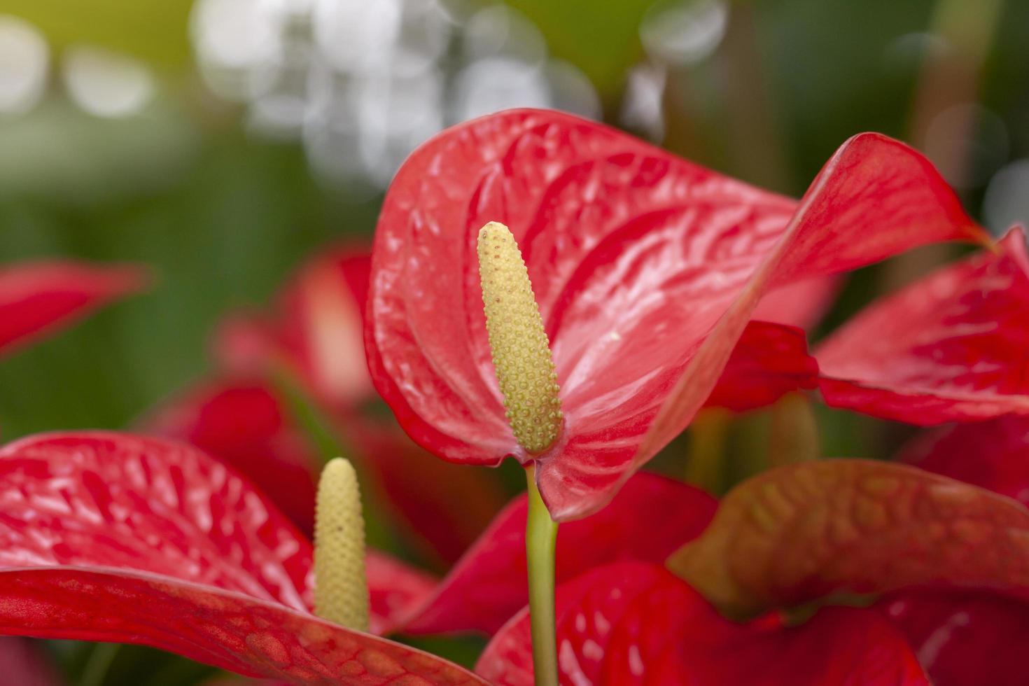 Red Anthurium andraeanum, Araceae, Arum or flamingo flowers bloom in the garden on blur nature background. photo