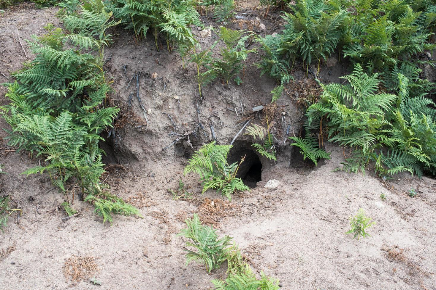 Rabbit burrows in the atlantic coast. France photo