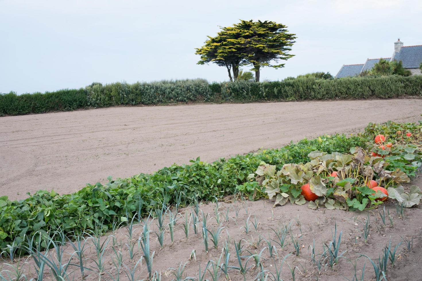 pedazo de tierra con cultivo de hortalizas, cebollas y calabazas. Francia foto