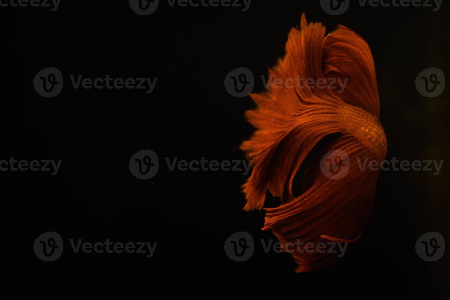 Siamese fighting fish red long tail photo