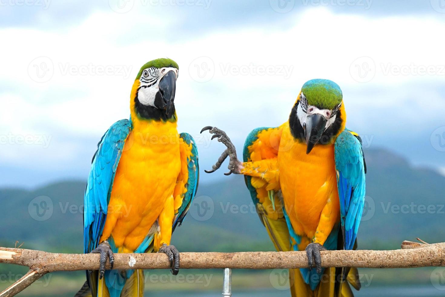 Two Blue and Gold Macaw Ara ararauna is a large South American parrot on wooden perch, one raising one leg.  natural background, mountains, sky, blur photo