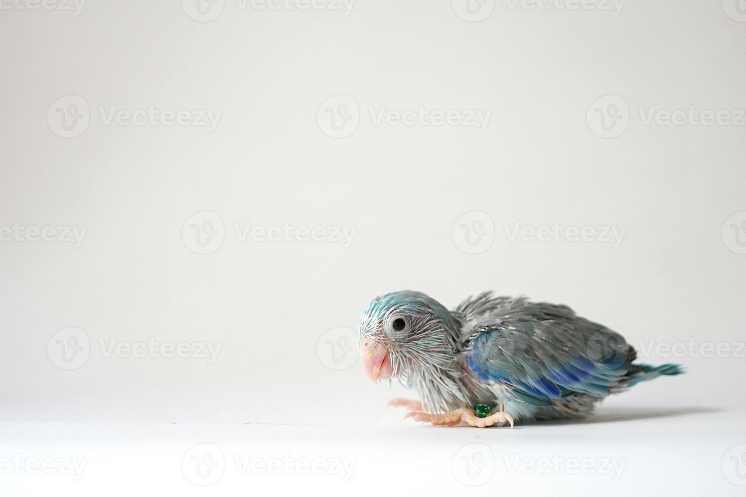 Forpus baby bird newborn Blue pied color 26 day old standing on white background, it is the smallest parrot in the world. photo