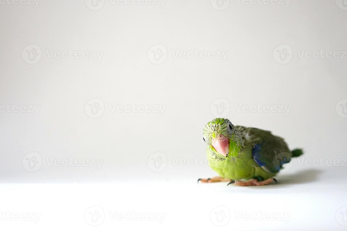 Forpus baby bird newborn green color 30 day old standing on white background, it is the smallest parrot in the world. photo