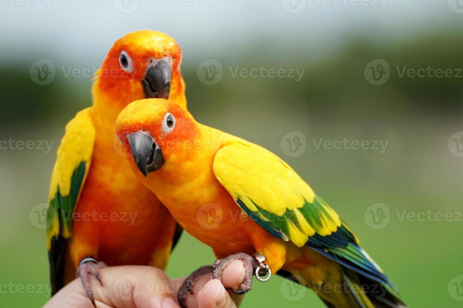 2 Sun conure or bird couple Beautiful, parrot looking at the camera, has yellow on blur green background Aratinga solstitialis exotic pet adorable, native to amazon photo