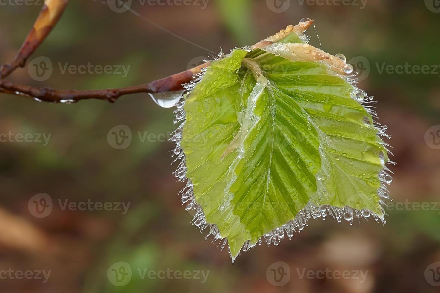 Beech leaves in the spring photo