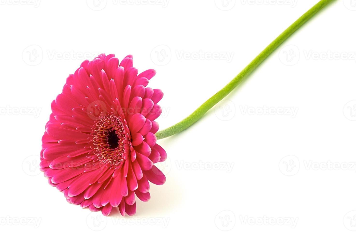 hermoso de gerbera foto