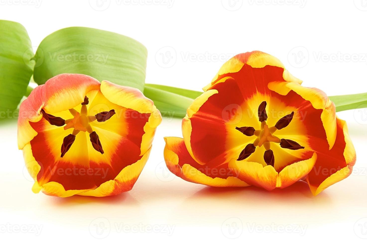 Two beautiful of tulips photo