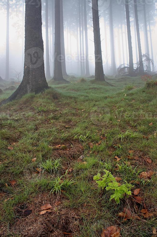 Coniferous forest and fog photo