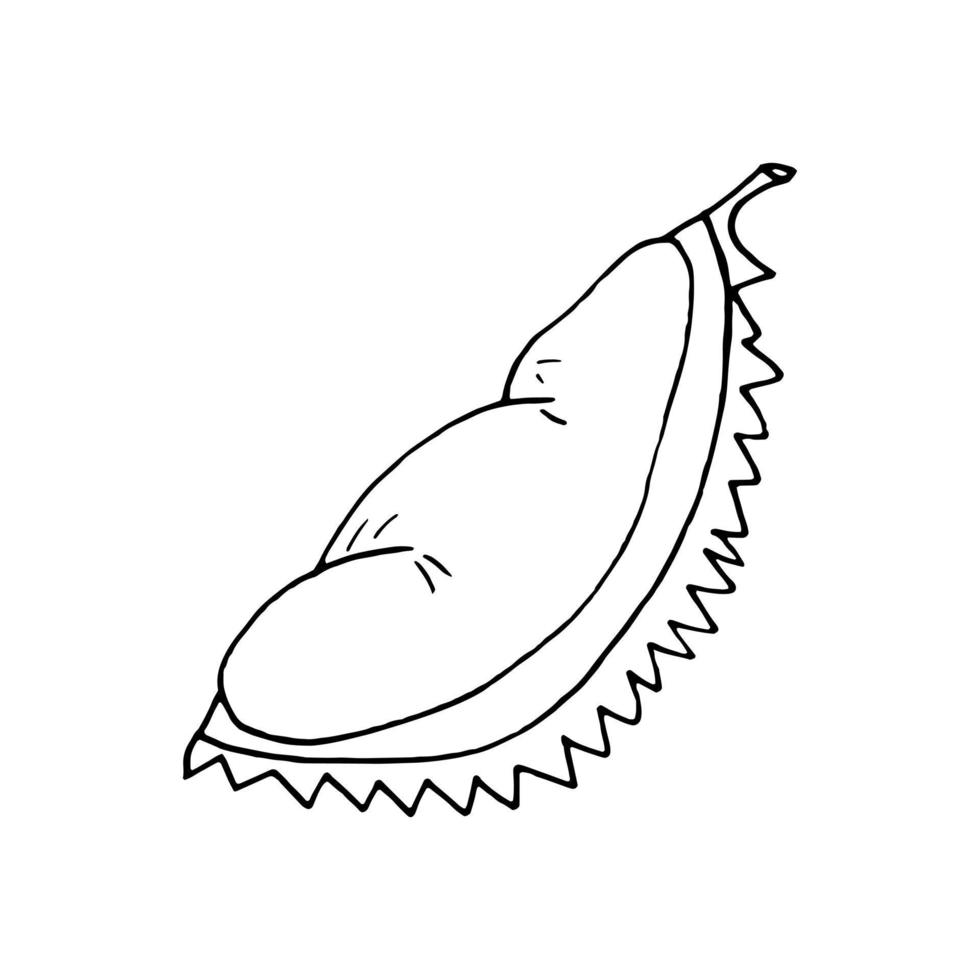 durian fruit piece hand drawn in doodle style. icon, sticker, menu vector