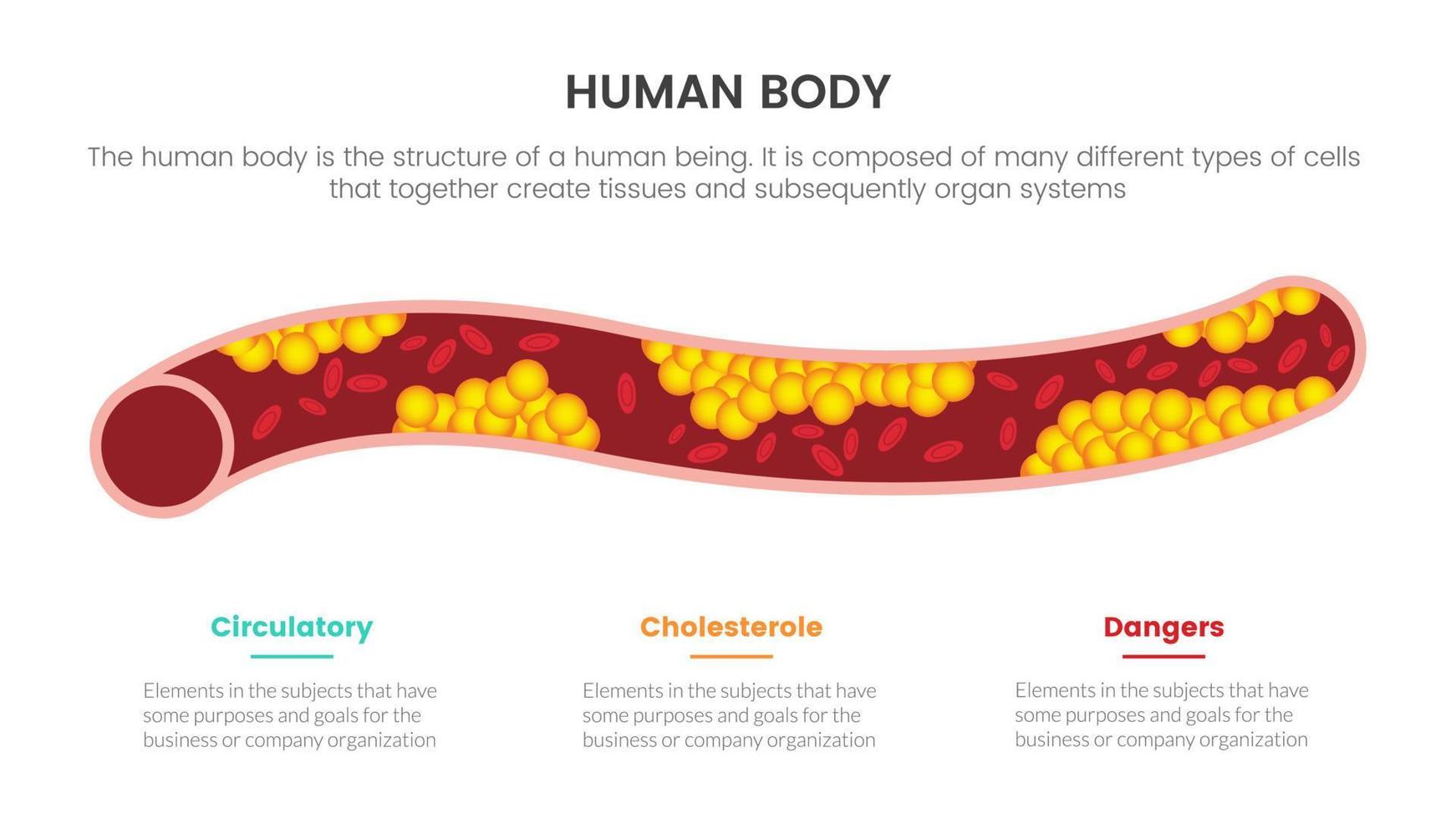 concepto de infografía de anatomía humana de colesterol para presentación de diapositivas con información de datos de lista de 3 puntos vector