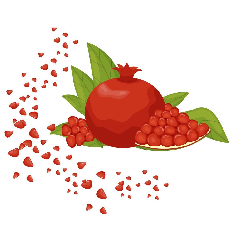 Pomegranate, pomegranate seeds. vector