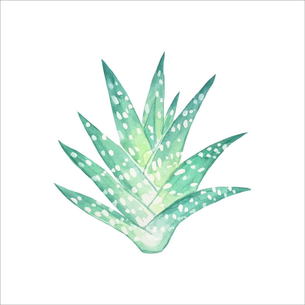 Watercolor succulents elements for invitations, greeting cards. vector