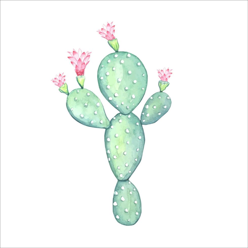 Watercolor blooming cactus , isolated vector