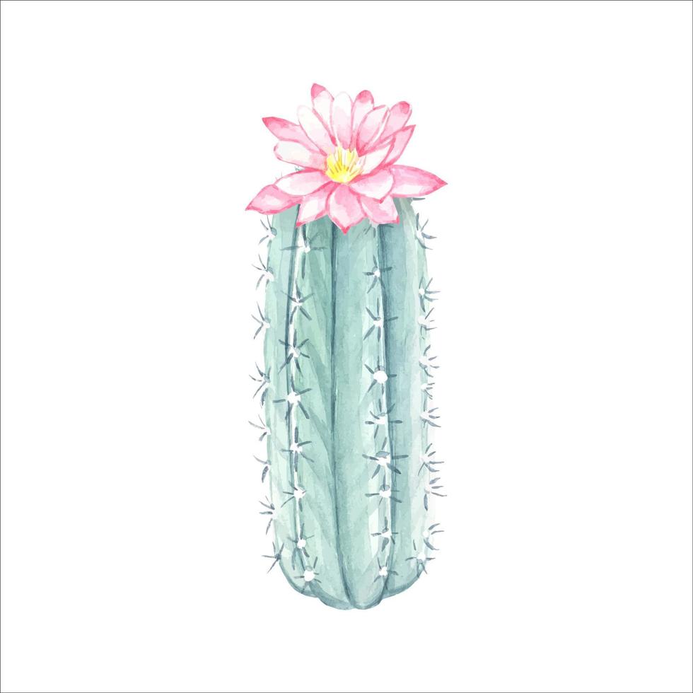 Watercolor blooming cactus , isolated vector