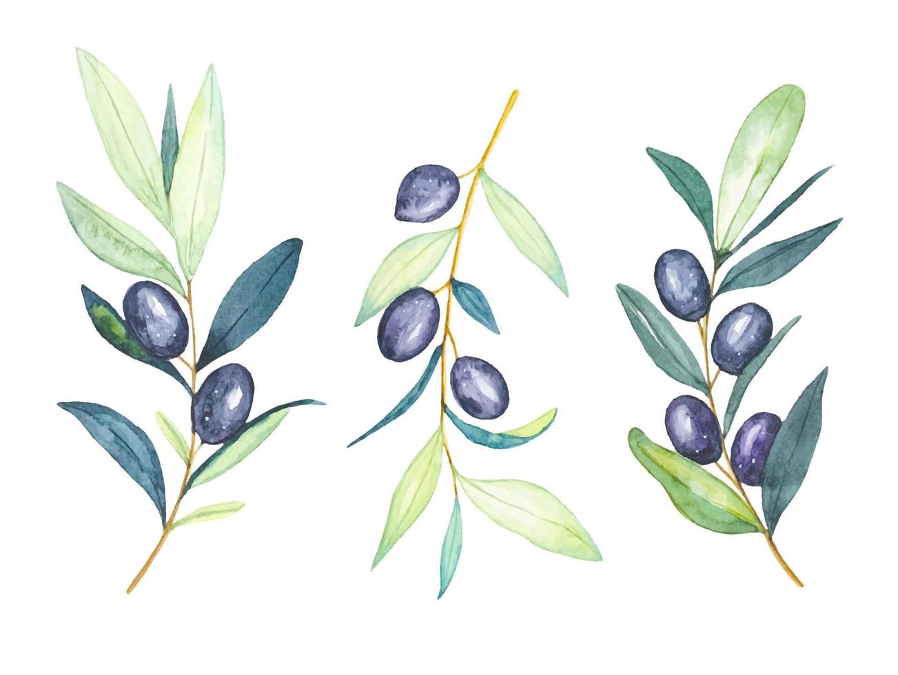 Watercolor ripe olive branch clipart set. Hand drawn vector