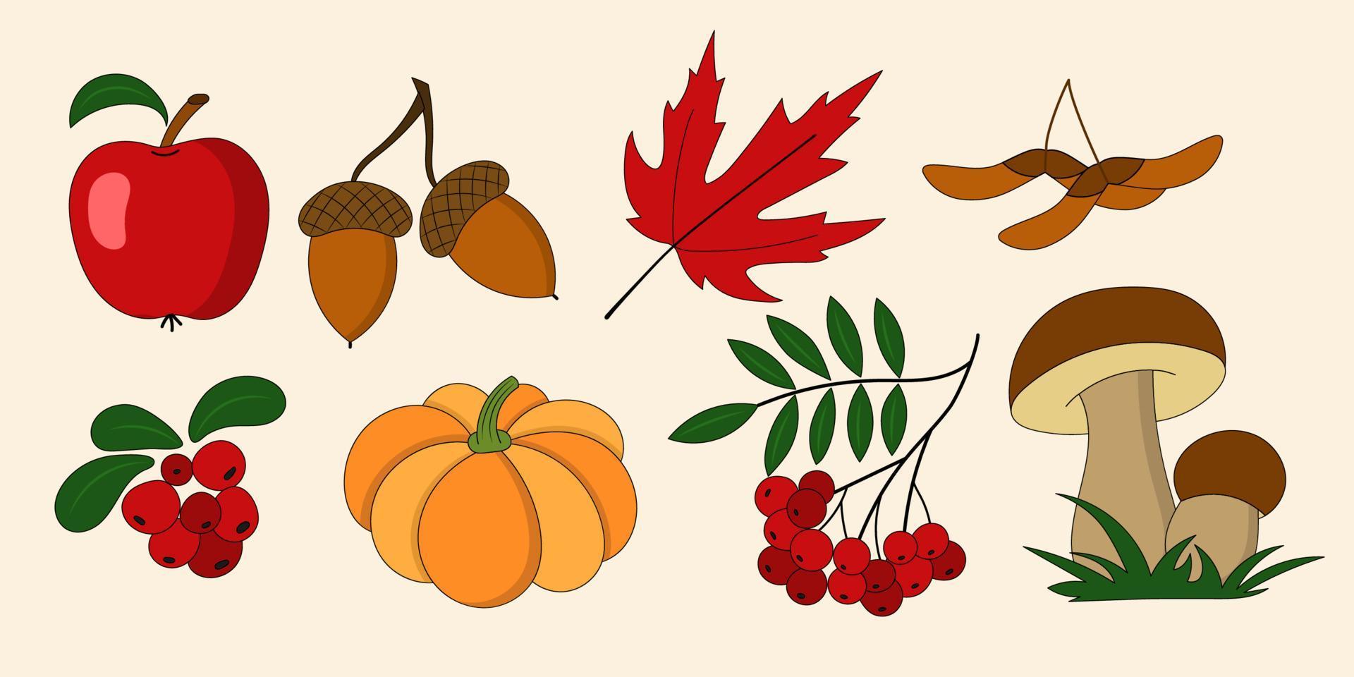 conjunto de otoño de elementos naturales. manzana, bellota, hoja de arce, semillas, arándano rojo, calabaza, serbal, champiñones vector