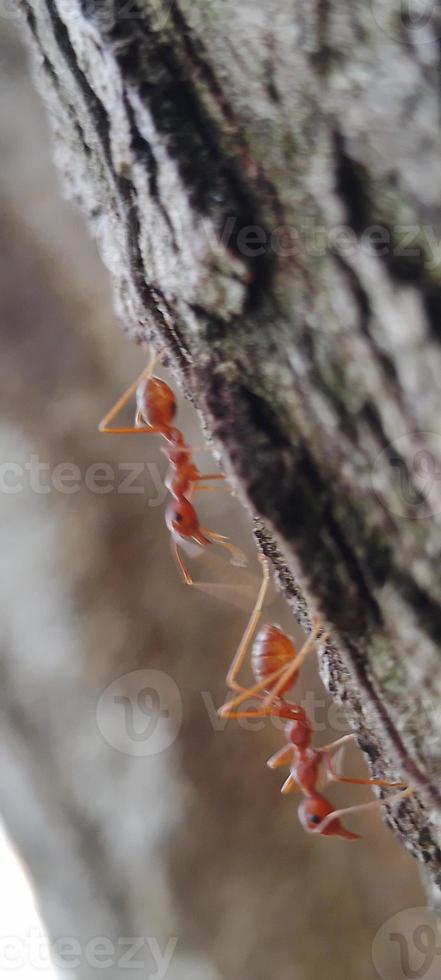 Kerengga is a large red ant that is known to have a high ability to form webbing for their nests is called weaver ant photo