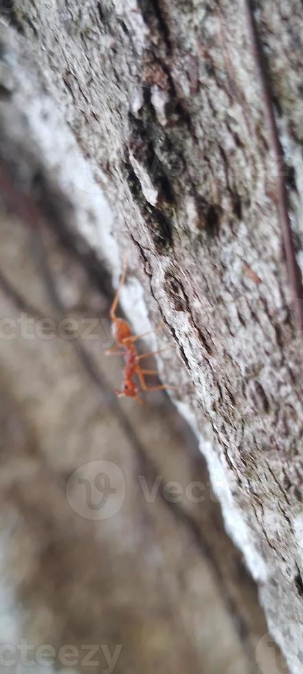 Kerengga is a large red ant that is known to have a high ability to form webbing for their nests is called weaver ant photo