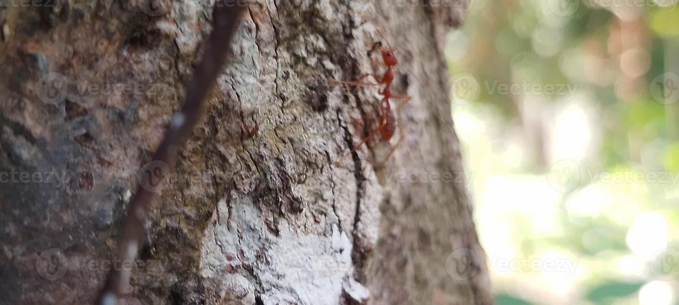 Kerengga is a large red ant that is known to have a high ability to form webbing for their nests is called weaver ant photo