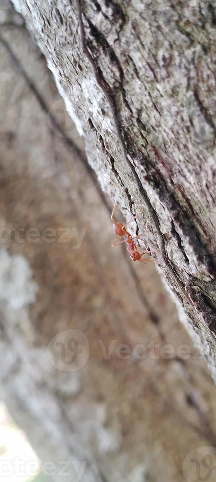 Kerengga is a large red ant that is known to have a high ability to form webbing for their nests is called weaver ant photo