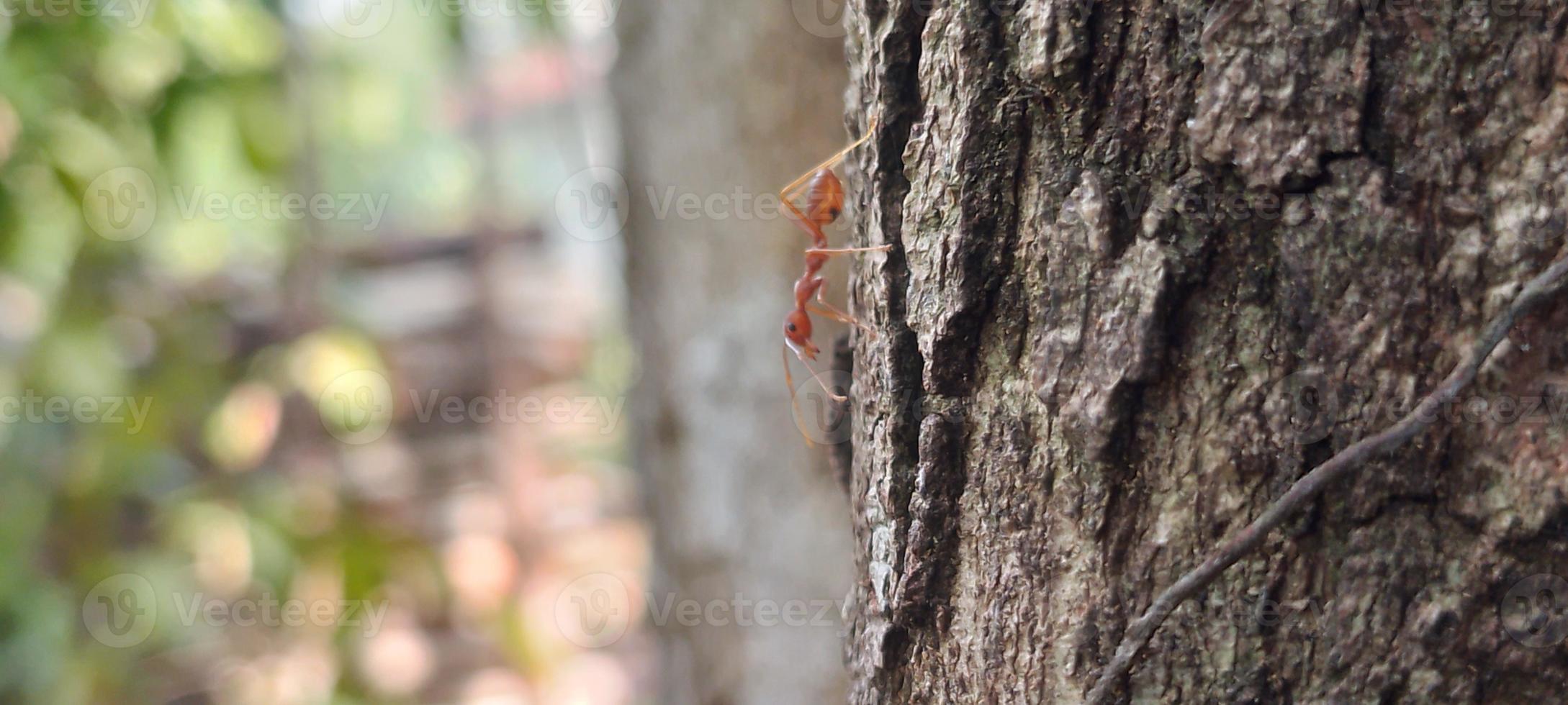 Kerengga is a large red ant that is known to have a high ability to form webbing for their nests is called weaver ant photo