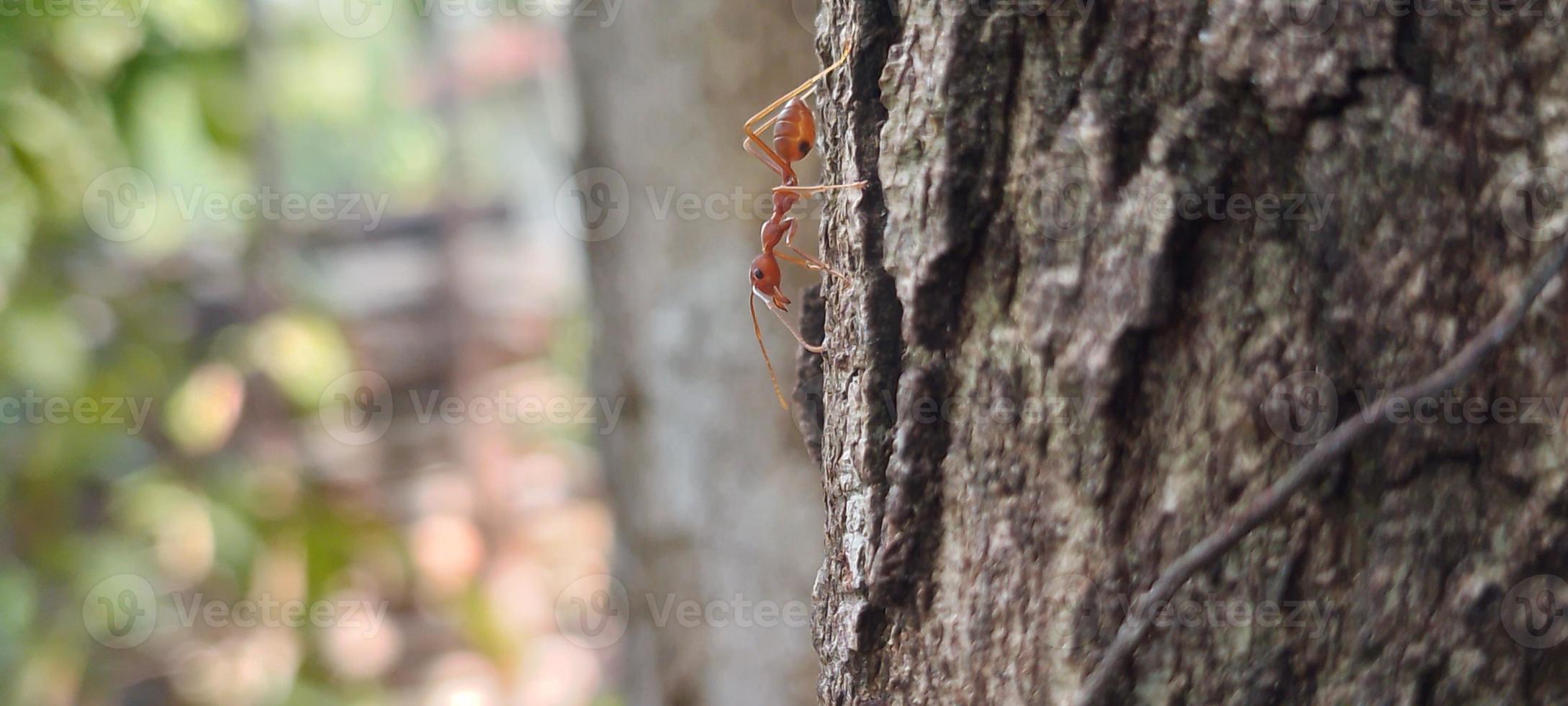 Kerengga is a large red ant that is known to have a high ability to form webbing for their nests is called weaver ant photo