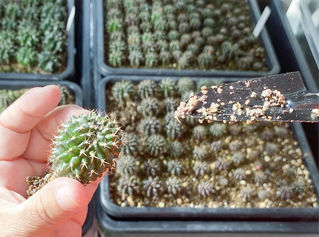 Close up woman hands planting cactus while digging out the cactus. Garden or hobby concept photo