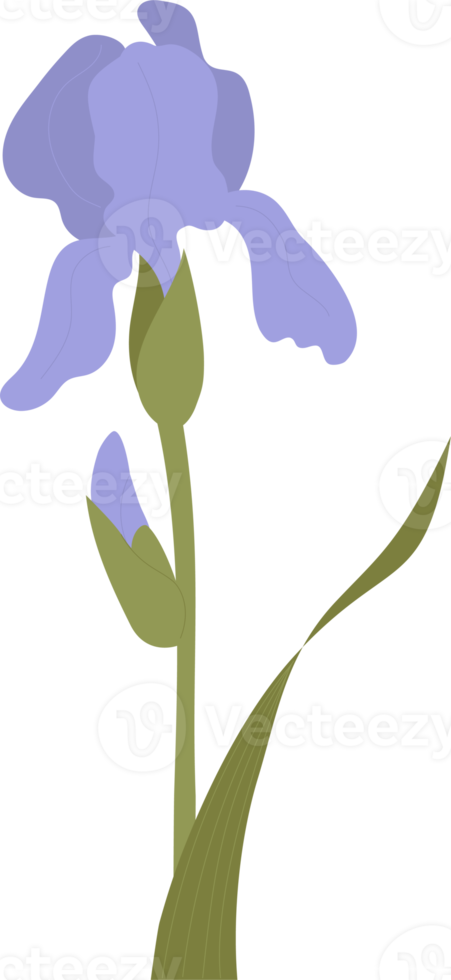 Blooming  iris flower. purple garden flower png