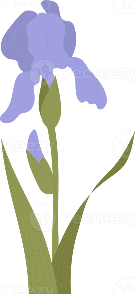 Blooming  iris flower. purple garden flower png