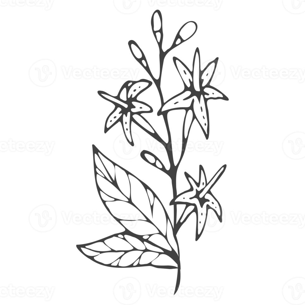 Minimal decoration floral ATL png