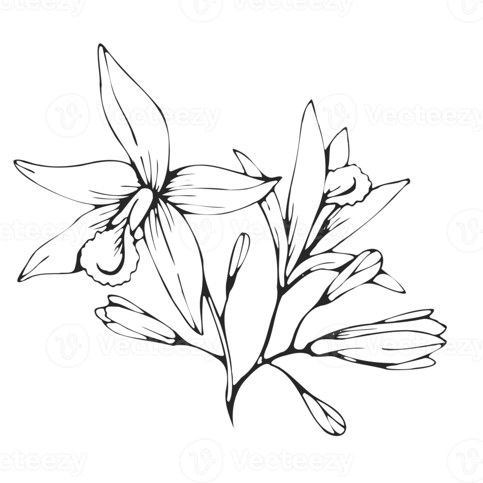 Minimal decoration floral ATL png