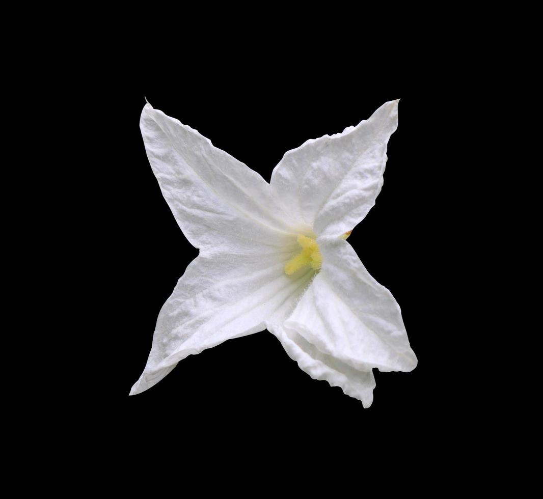 Ivy gourd or Coccinia grandis leaf. Close up exotic white flower isolated on black background. Top view white flowers. photo