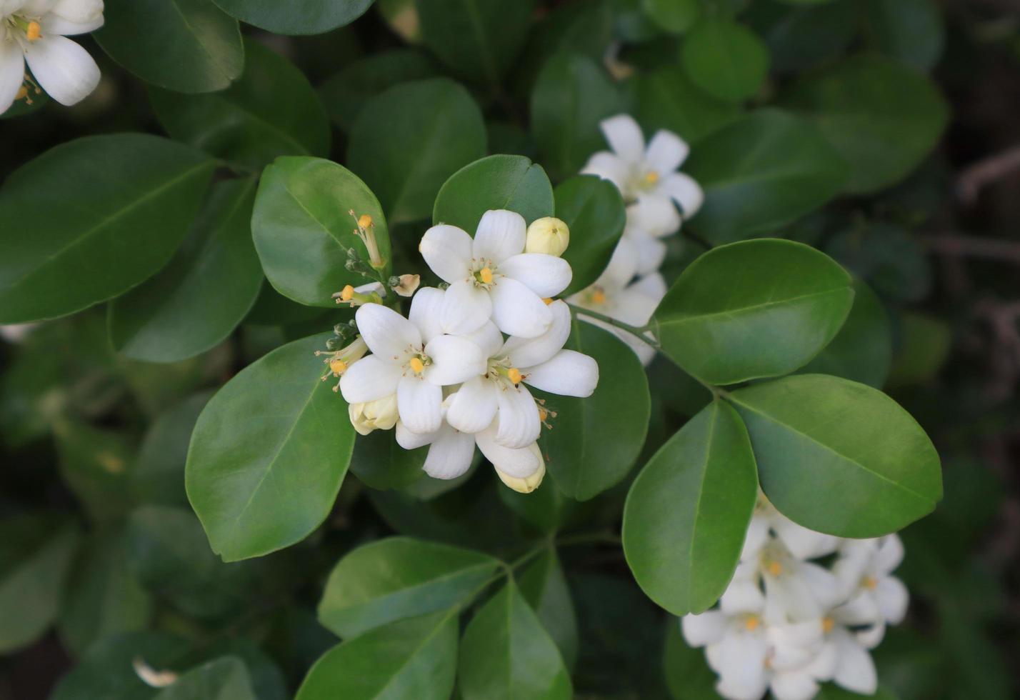 flores de jazmín naranja o murraya paniculata. cierra el ramo de flores  blancas sobre hojas verdes