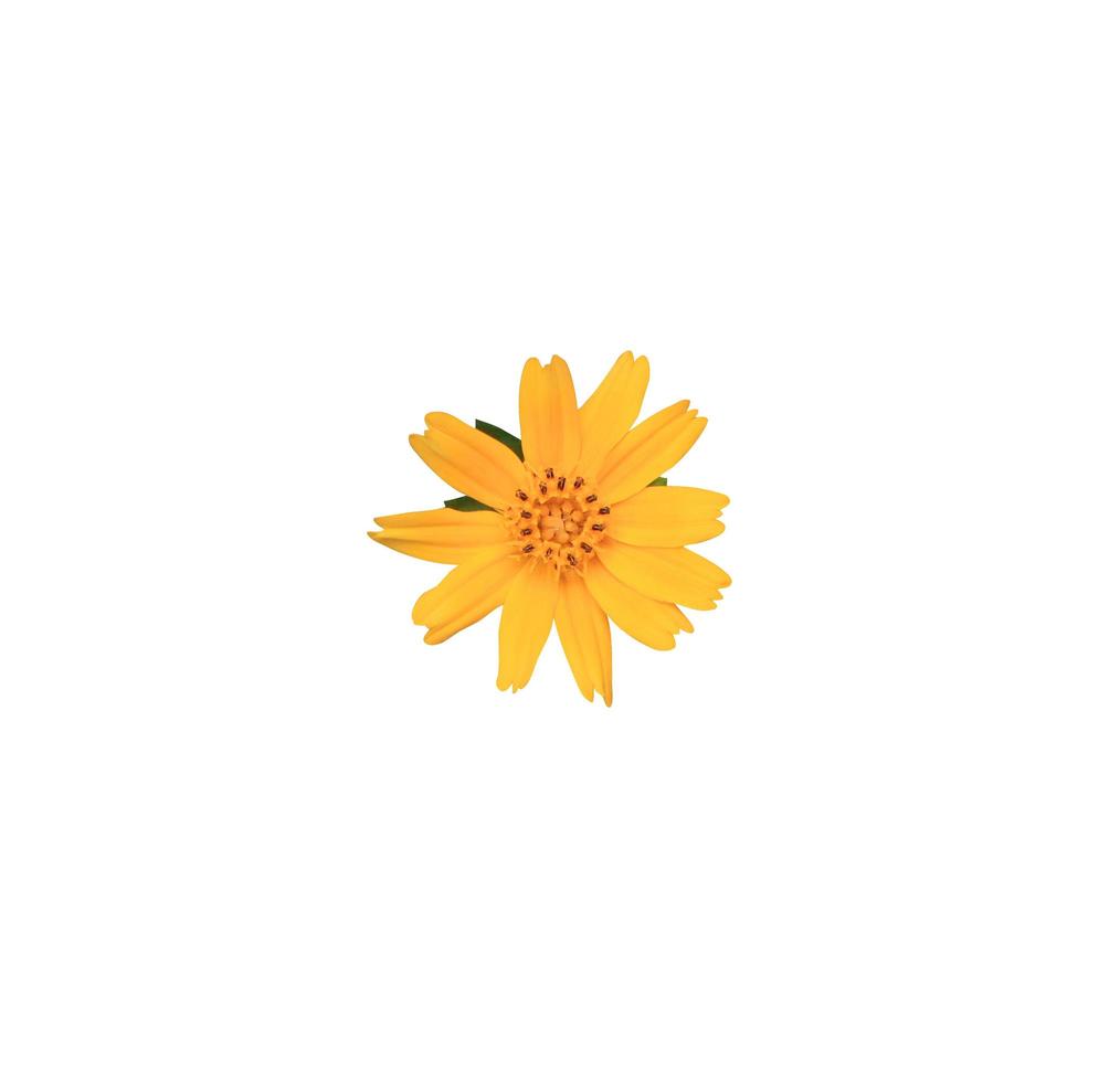 Singapore daisy or Asteraceae flowers. Close up yellow small flower isolated on white background. Top view exotic single yellow flower. photo